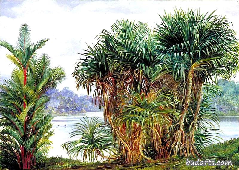 婆罗洲沙捞越河上的一丛松树和棕榈树