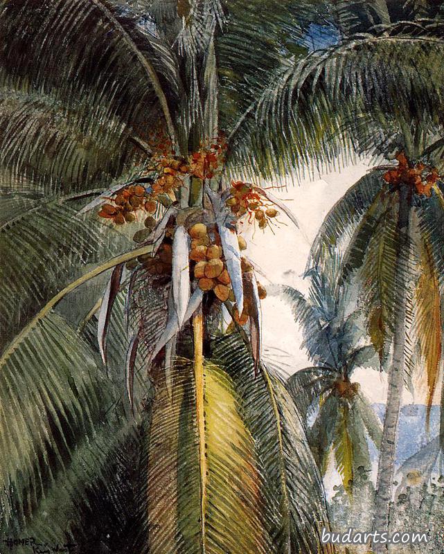 椰子树，基韦斯特