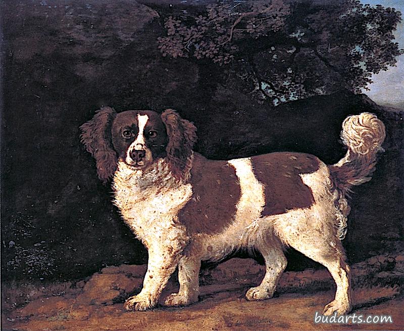 马斯特太太的一只棕色和白色的猎犬