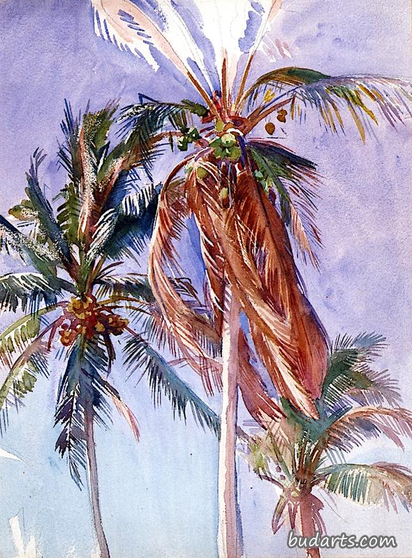 佛罗里达棕榈树习作
