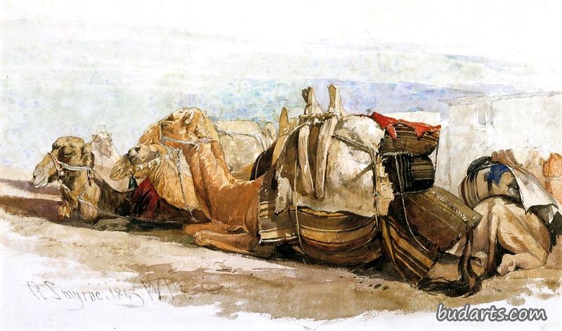 骆驼，在士麦那的一项习作