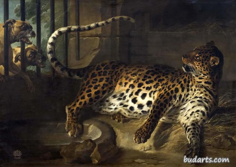 笼子里的美洲豹与两只獒对峙