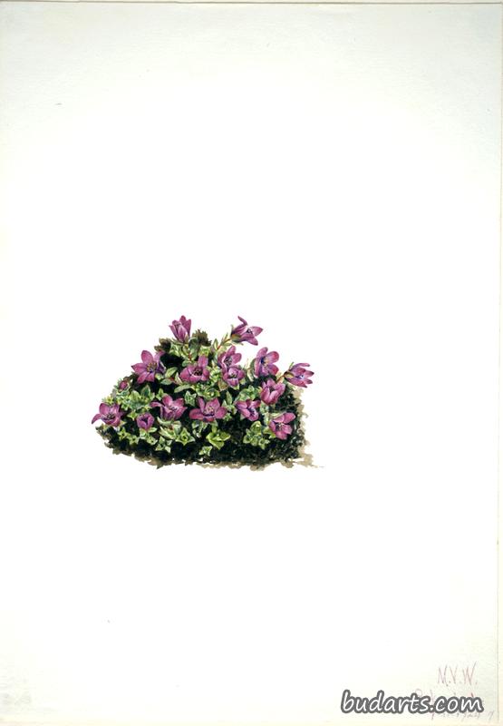 紫色虎耳草（虎耳草）