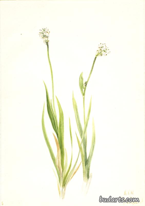 Bog-Asphodel (Tofieldia intermedia)
