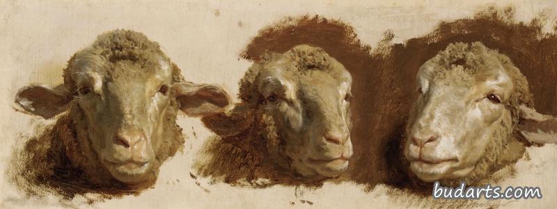 三个羊头的习作