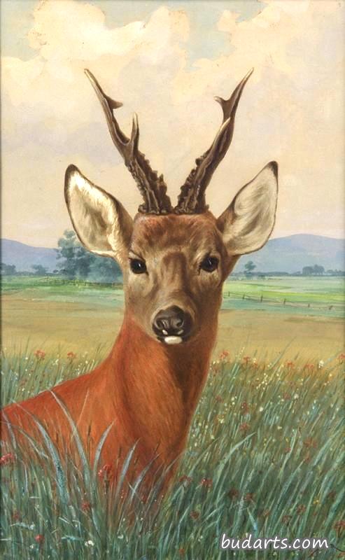 鹿的肖像
