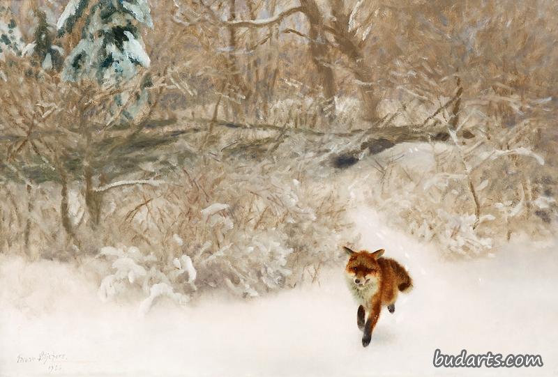 冬季风景中的狐狸