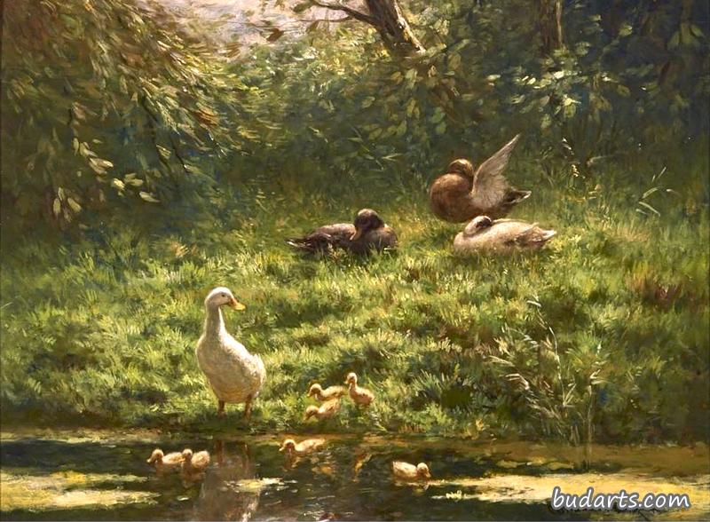池塘边的鸭子和小鸭