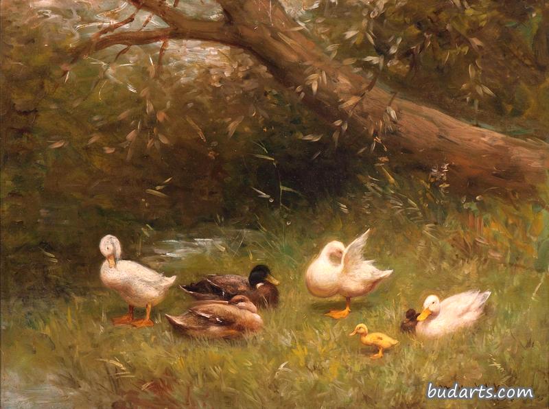 草丛中的鸭子家族