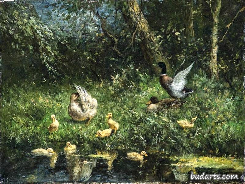 池塘上的鸭子家庭