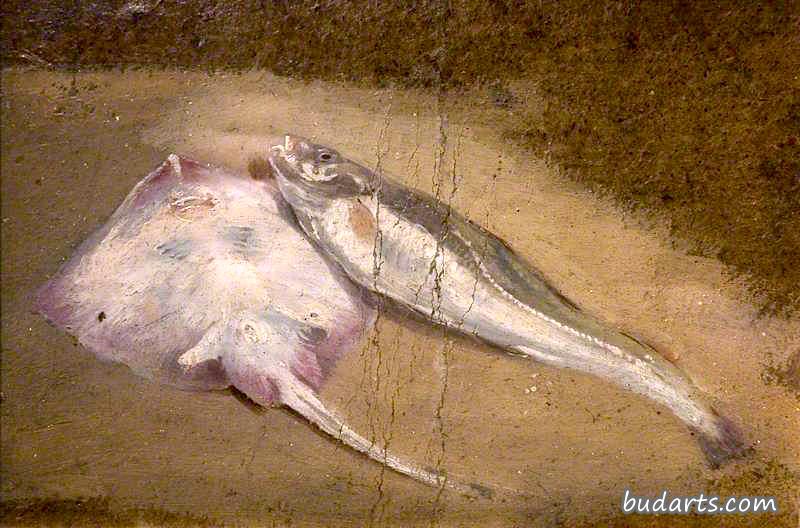 study of fish, skate and cod