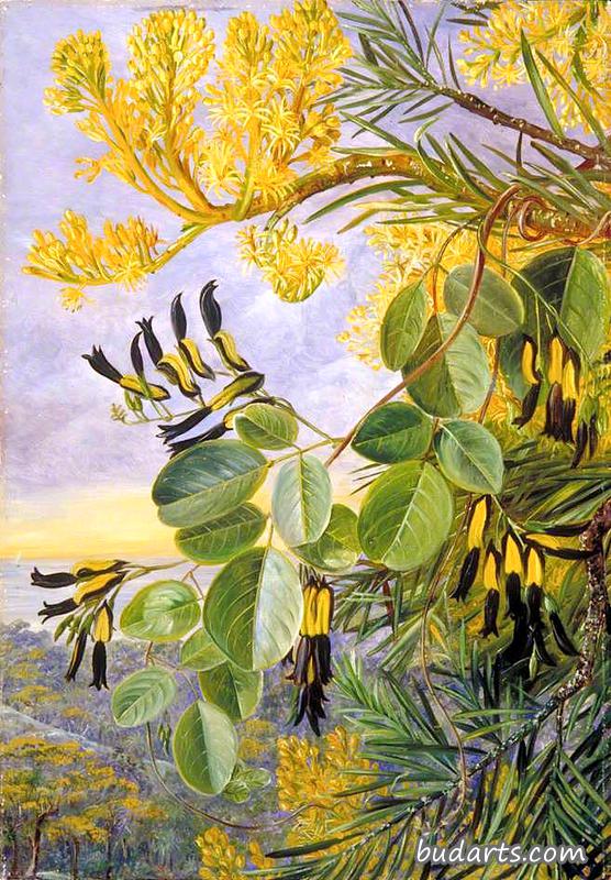 flowers of the flame-tree and yellow and black twiner, west