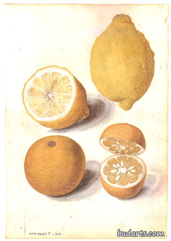 柠檬和塞维利亚橘子