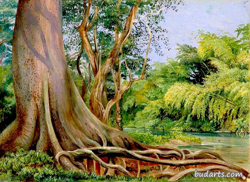牙买加西班牙河上的蛇树和竹子