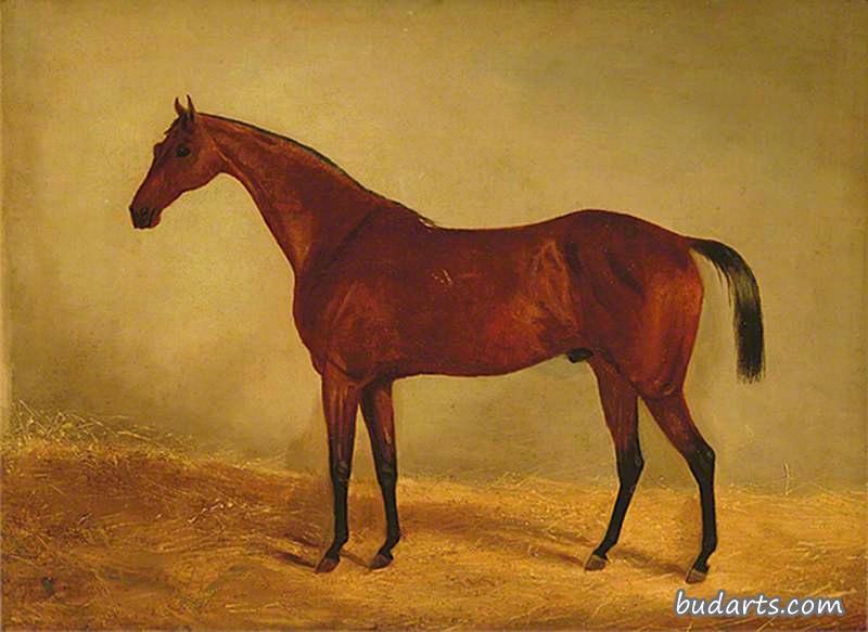 西澳大利亚德比和圣勒格1853年冠军马“B.G.”的习作