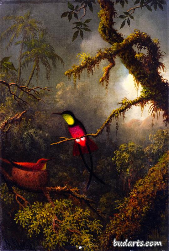 一对筑巢的深红色黄玉蜂鸟