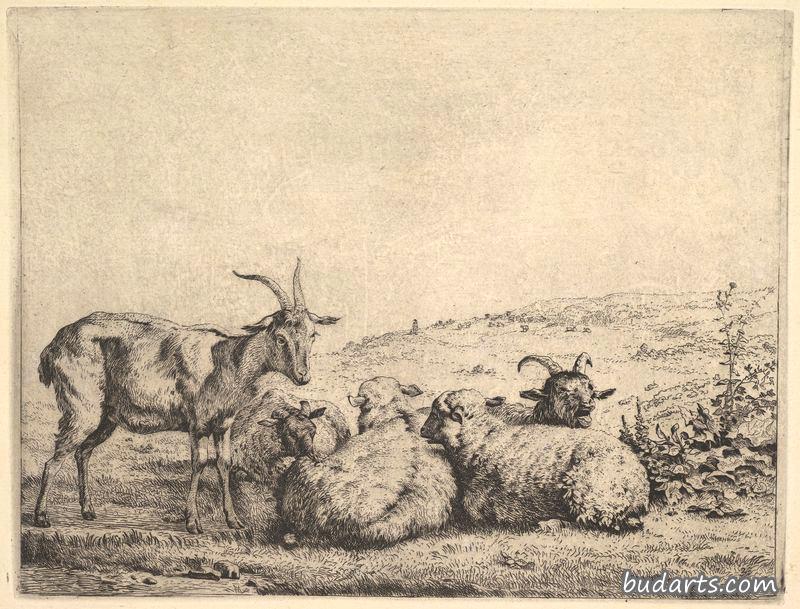 两只山羊和三只绵羊