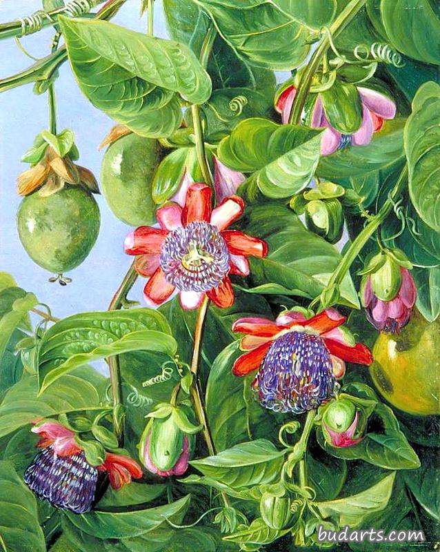 flowers and fruit of the maricojas passion flower