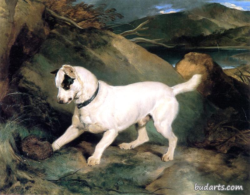 一只猎犬的肖像：欧文·威廉姆斯的财产