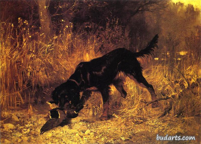 retrieving a mallard