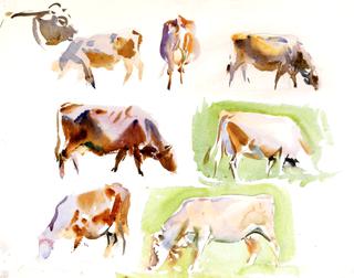 Studies of Cows