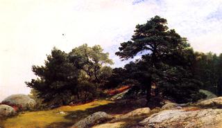 Study for Trees on the Beverly Coast