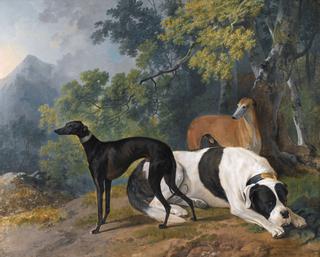 Two Greyhounds and a Mastiff