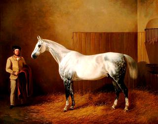 一匹两腿斑驳的白马站在马厩里