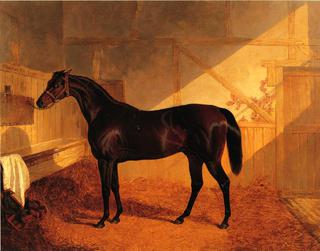 Mr. Johnstone's "Charles XII" in a Stable