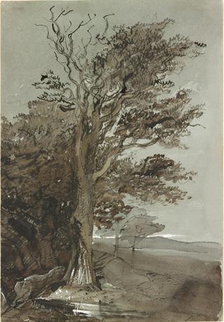 Study of a Tree and Landscape