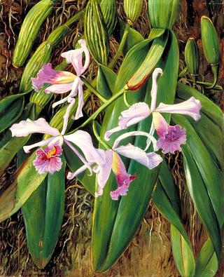A Brazilian Orchid