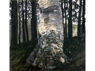 Birch in a Forest