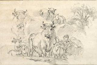 Study Sheet with Ox, Cows, Goats and Sheep