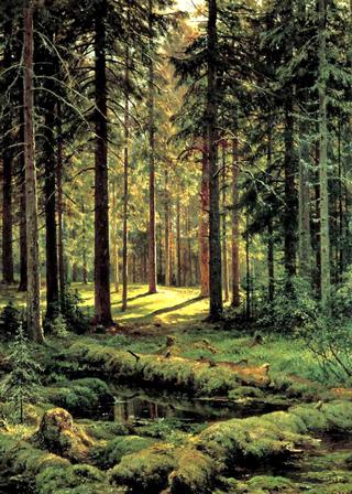 Coniferous Forest, Sunny Day