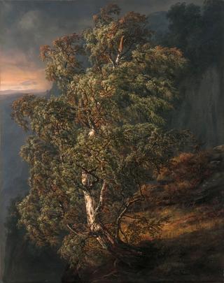 Birch in a Storm