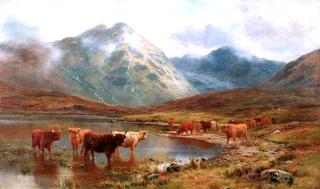 苏格兰牛和薄雾