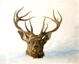Head of a Stag (Full Face)