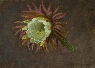 Study of a Night-Blooming Cereus