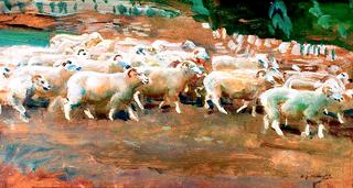Sheep on Exmoor