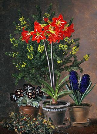 Still life with amaryllis, mimosa, hyacinths and primula in clay pots