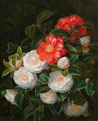 Red and white camellias