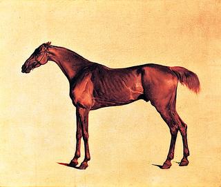 'Pangloss', a Dark Chestnut Horse Evidently Nicknamed 'Rufus'