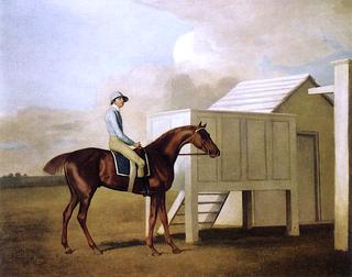Lord Farnham's Chestnut Racehorse 'Conductor' at Newmarket, with Jockey up
