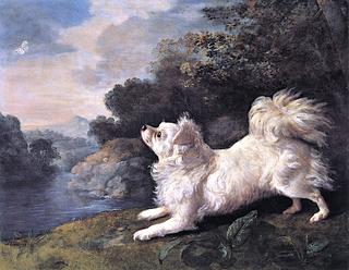 Portrai of a Spanish Dog, Belonging to Mr. Conway, Chasing a Butterfly