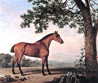 Bay Horse in an Open Field near Brocklesby Park