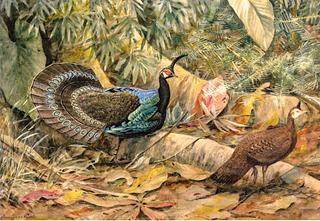 The Palawan Peacock Pheasant