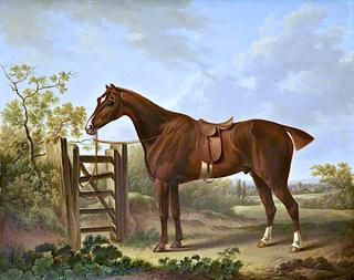 “摄政王”，柴郡霍顿的托马斯·斯坦利爵士最喜欢的马
