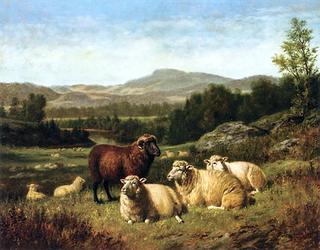 Sheep Resting in Rocky Landscape