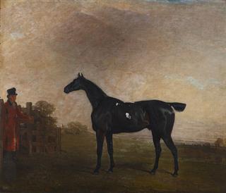 A Black Horse