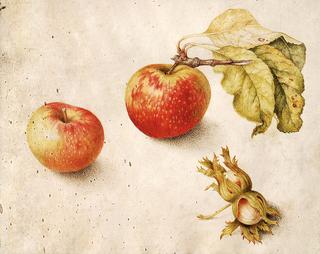 Apples and hazelnuts